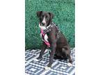 Adopt Gertie a Great Dane, Mixed Breed