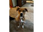 Adopt Maple a Boxer