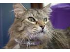 Adopt Citrine a Domestic Long Hair