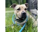 Adopt Fauna a Pit Bull Terrier