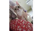 Adopt Cinnamon a Domestic Short Hair