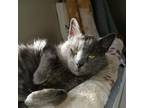 Adopt Smudge a Russian Blue, Chartreux
