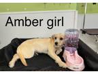Adopt Amber in TX a Terrier