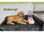 Adopt Anabel in TX a Terrier
