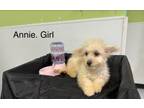 Adopt Annie in TX a Terrier