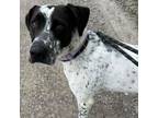 Adopt Claire Bell a Pointer