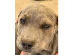 Adopt Zaffira a Labrador Retriever, Mixed Breed