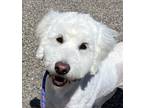 Adopt Harper a Poodle, Mixed Breed