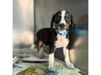Adopt Sheela a Beagle
