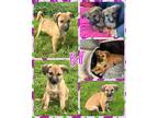 Adopt Bell a Mixed Breed