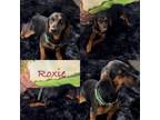 Adopt Roxie a Basset Hound, Dachshund