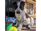 Adopt Yarrow - Sweet, but Independent! $100 ADOPTION SPECIAL! a Cattle Dog