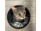 Adopt Breeze--Friendly little miss! $0 ADOPTION SPECIAL! a Domestic Short Hair