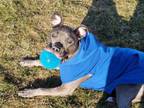 Adopt Strawberry a American Bully