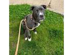 Adopt Lilly Anne a Mixed Breed