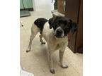 Adopt Kirby - Adoptable a Pointer, Mixed Breed