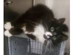 Adopt T Cat 24-0501 a Domestic Long Hair