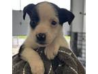 Adopt Zaria a Terrier