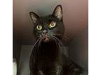 Adopt Sarah a Domestic Short Hair