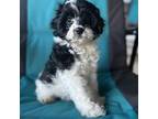 Cavapoo Puppy for sale in Heavener, OK, USA