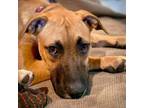 Adopt Raina a Boxer