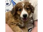 Adopt Frankie a Bernese Mountain Dog, Poodle