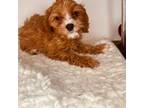 Cavapoo Puppy for sale in Foley, AL, USA