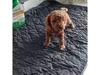 Poodle (Toy) Puppy for sale in Dwight, IL, USA