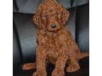 Mutt Puppy for sale in Hull, GA, USA