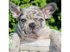 French Bulldog Puppy for sale in Clinton, NJ, USA
