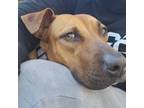Adopt Penny 23 a Mixed Breed