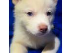 Siberian Husky Puppy for sale in Clyde, NY, USA