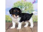 Cavapoo Puppy for sale in North Adams, MI, USA