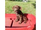 Chocolate lab mix female