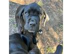 Cane Corso Puppy for sale in Stockton, CA, USA