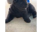 Chow Chow Puppy for sale in Caldwell, TX, USA