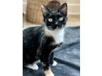 Adopt Florence a Domestic Short Hair