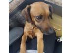 Adopt Lana a Dachshund, Beagle
