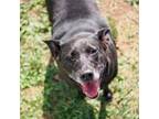 Adopt Katrina a Chocolate Labrador Retriever