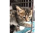 Adopt K4 a Domestic Short Hair