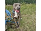 Adopt Margarita a Pit Bull Terrier