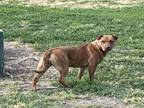 Adopt CHOLULA a Pit Bull Terrier