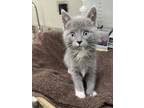 Adopt QUESADILLA a Domestic Medium Hair