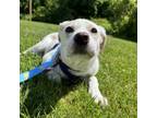 Adopt Drizzle a Mixed Breed