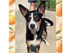 Adopt Peaches a Rat Terrier, Mixed Breed