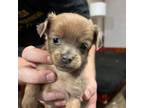 Adopt Hanna pup 7 a Terrier