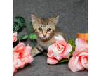 Adopt Dash a Domestic Short Hair