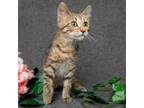 Adopt Stella a Domestic Short Hair