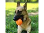Adopt Roo a German Shepherd Dog