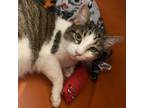 Adopt Tonya a Domestic Short Hair